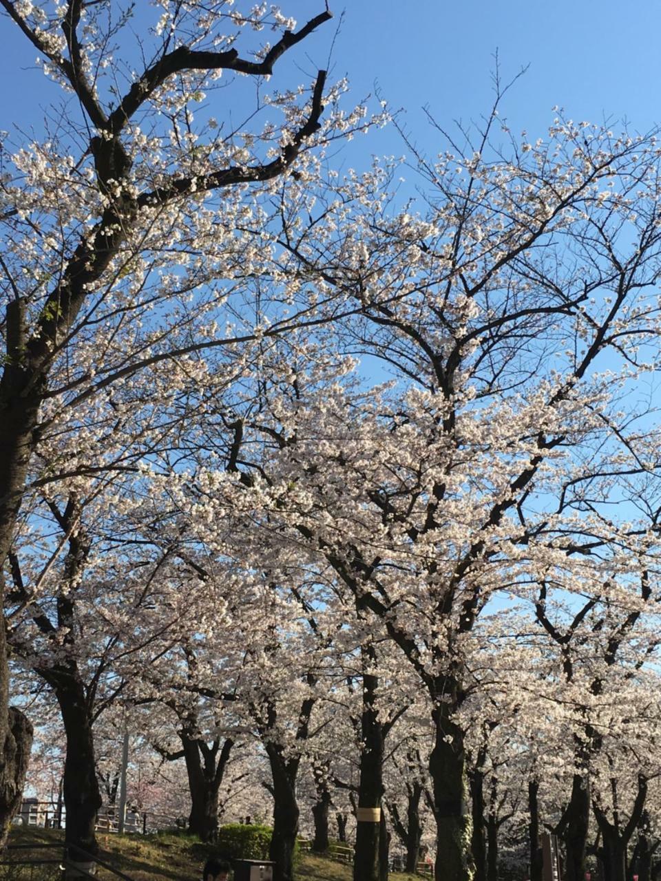 Ryokan Nakadaya Präfektur Tokio Exterior foto